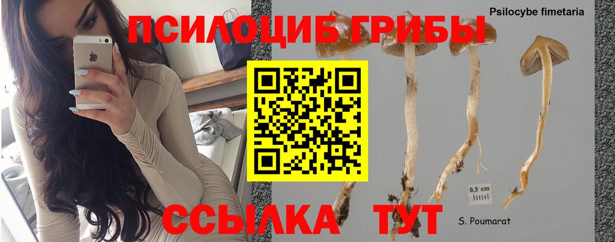 Галлюциногенные грибы мицелий  Галлюциногенные грибы Psilocybine cubensis  Вход с VPN  продажа наркотиков  Иваново 